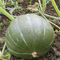 courge_musc