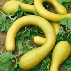 Trombocino d'Albenga