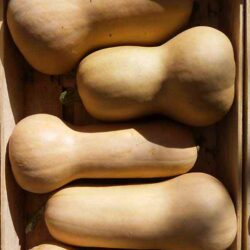 Courges butternut