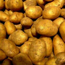 Pomme de terre