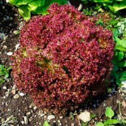 Salade Lolo Rossa