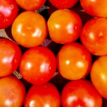 Tomate ronde