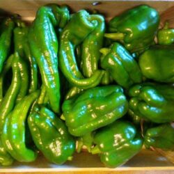 Poivron vert