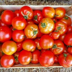 Caisse tomate à coulis
