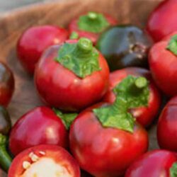 Piment boule de Turquie