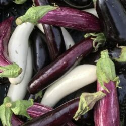 Aubergine