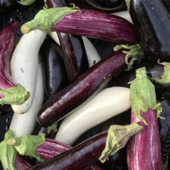 Aubergine