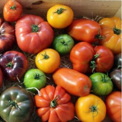 Tomates anciennes
