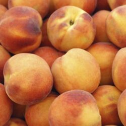 Pêche à confiture