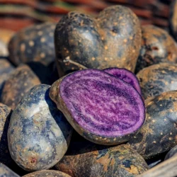 Pomme de terre violette