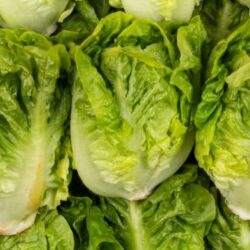 Salade sucrine